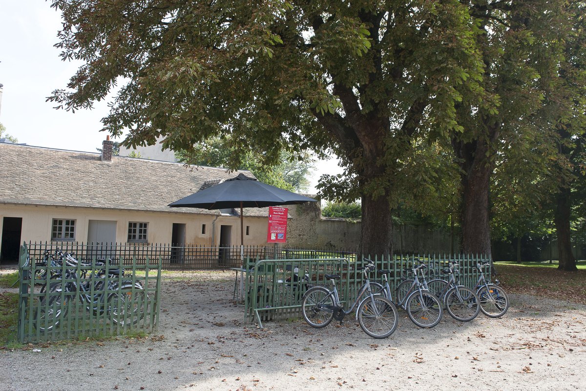 Hire bikes lined up under the chestnut trees at a bike rental point in the Park of Versailles