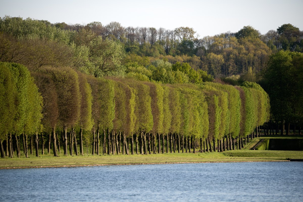 A wall of clipped trees reflected along the bank of the Grand Canal in the Park of Versailles