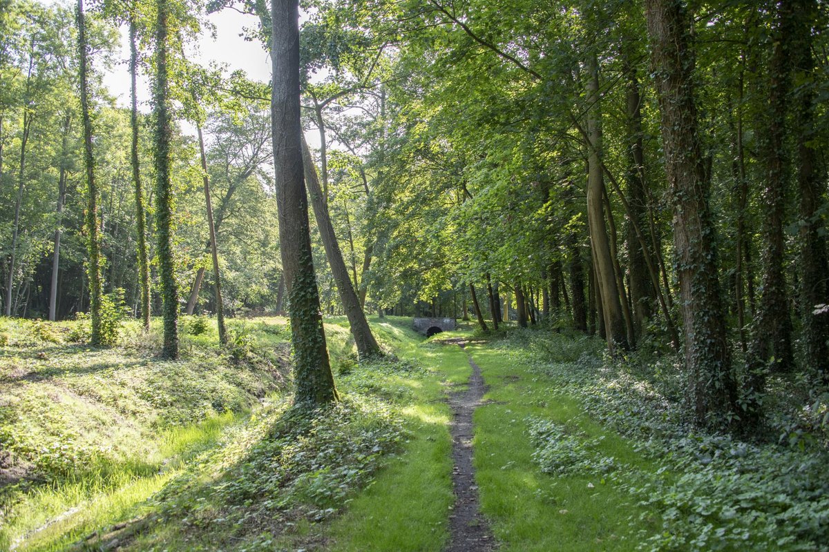 A narrow footpath through tall woodland in the Park of Versailles