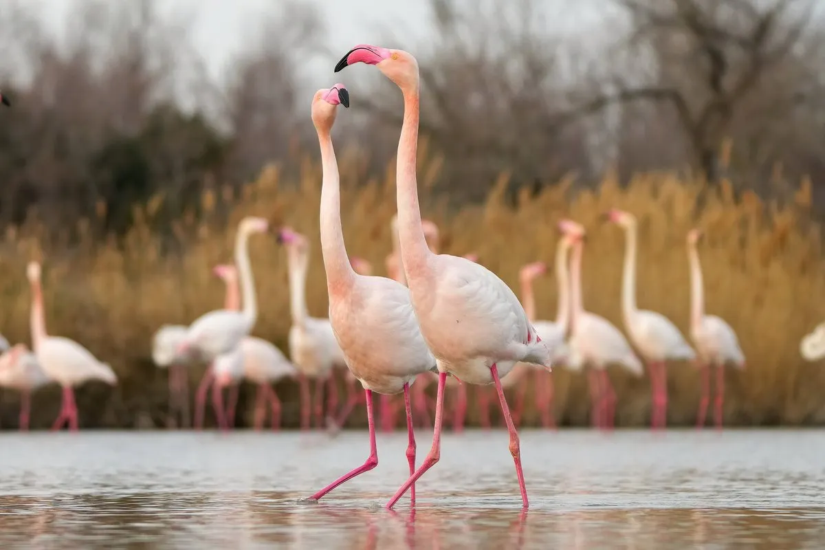 Greater flamingos in a Camargue lagoon