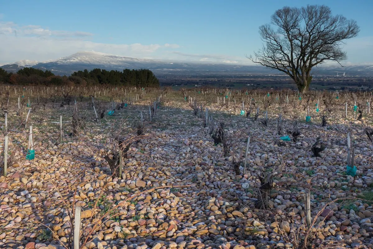 Old vines among the galets of La Crau in Châteauneuf-du-Pape
