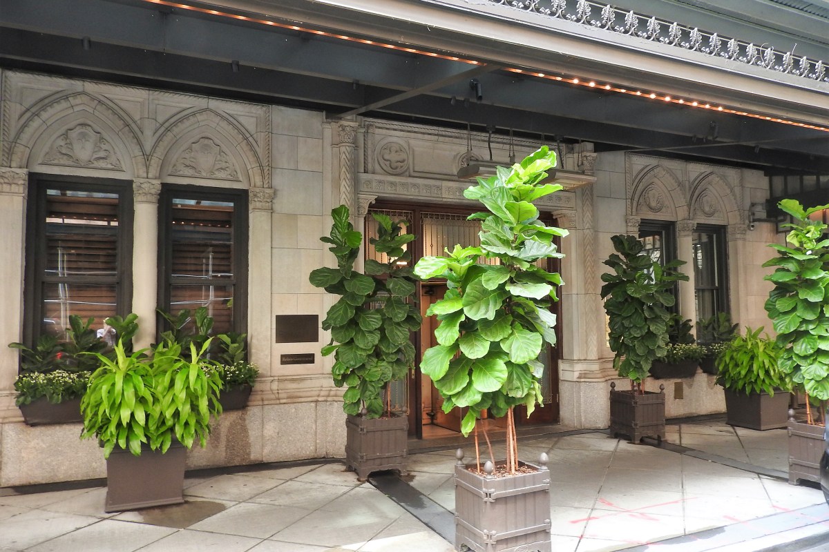 Exterior of Daniel restaurant on E 65th St, stone facade with arched windows and potted fiddle-leaf fig trees