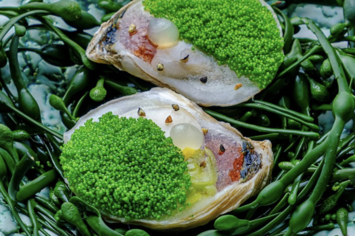 Oyster dish topped with green caviar and citrus pearls, plated artfully on seaweed