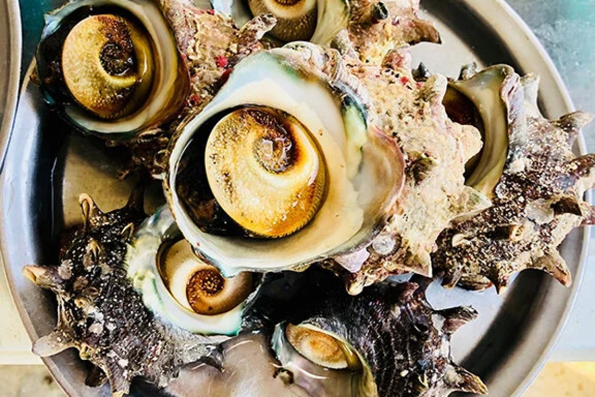 Close-up of grilled whelks/sea snails served in their shells on a plate