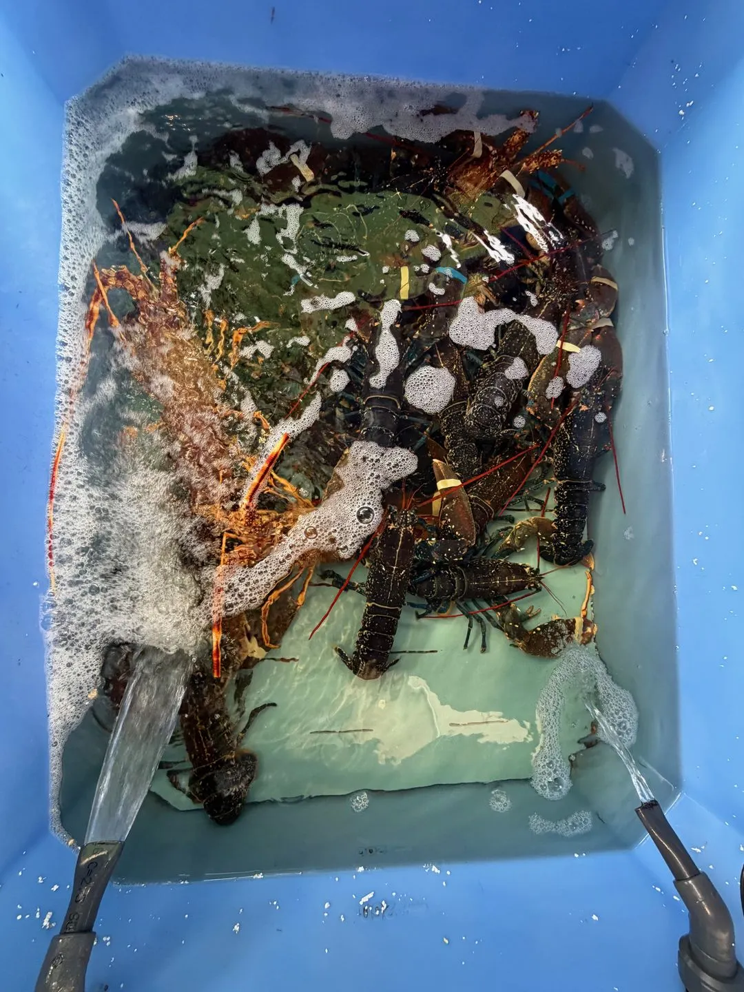 Live spiny lobsters in a seawater tank at La Sirène in Antibes