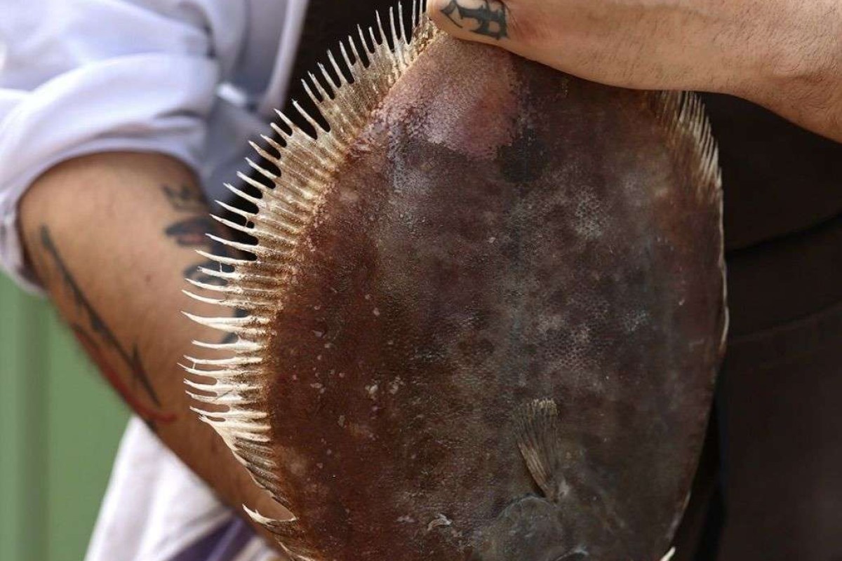 Close-up of a whole raw flatfish (sole) being held up by a chef's tattooed arm.