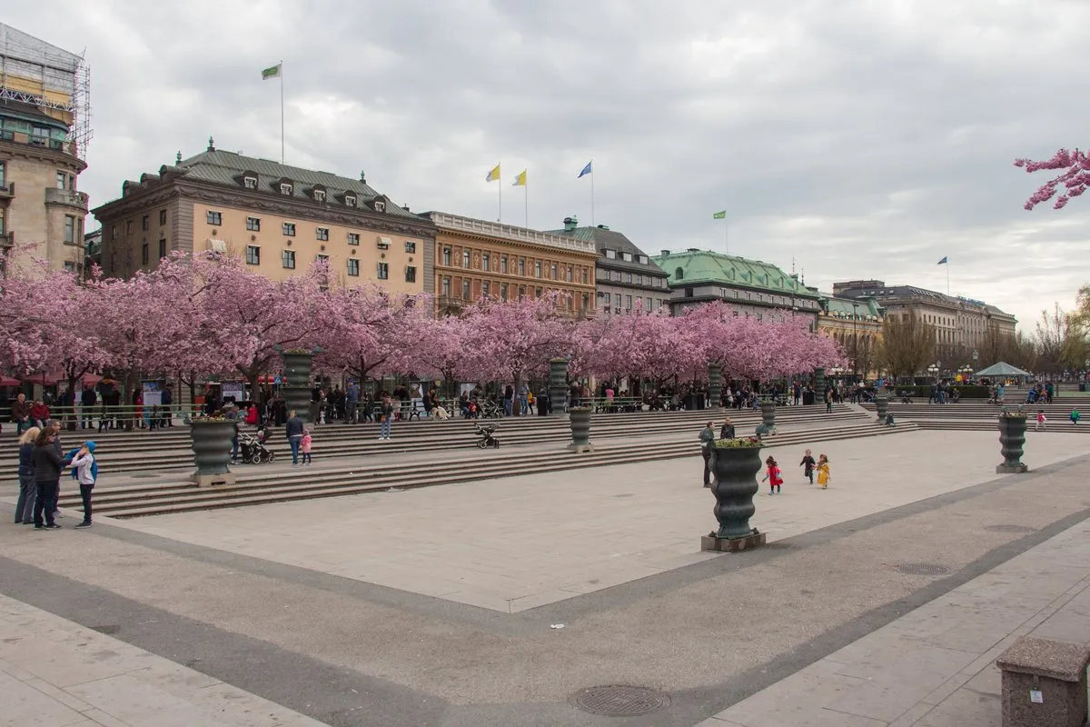 Blossoming cherry trees in Kungsträdgården in Stockholm