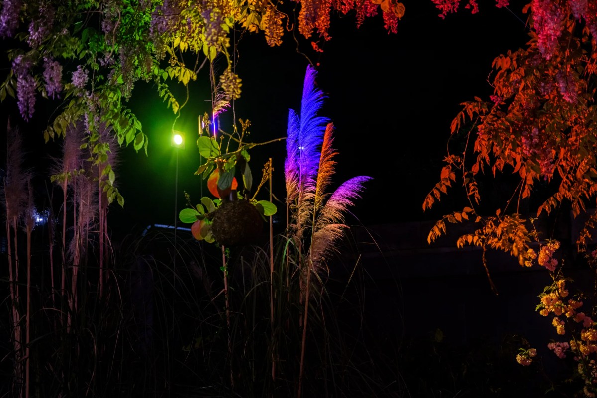 Motelombroso's garden at night, with wisteria, ornamental grasses and foliage lit in coloured light