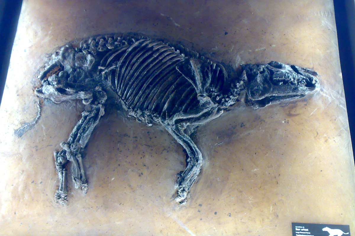 Fossil skeleton of Propalaeotherium hassiacum on display at the museum
