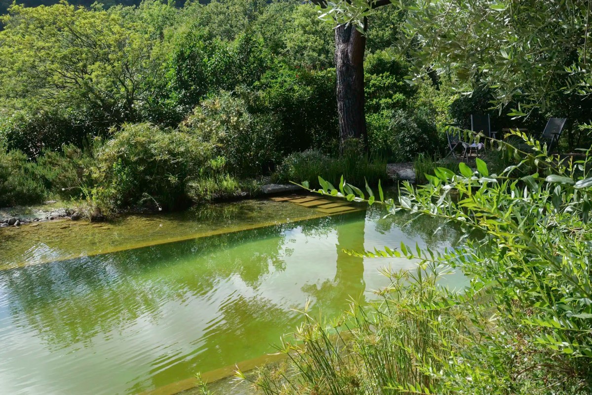 Natural swimming pond surrounded by lush greenery with wooden ladder and garden chairs nearby