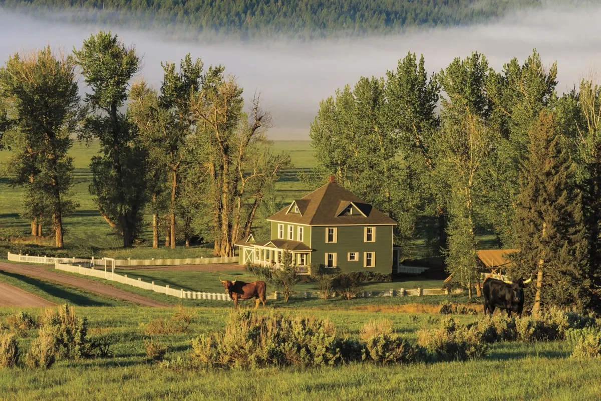 A green two-story farmhouse with white picket fence, surrounded by tall trees and morning mist, cattle grazing in the foreground field.