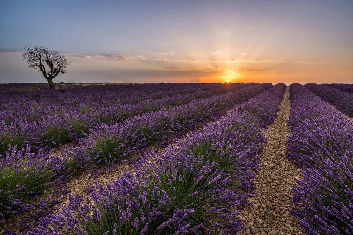 Lavender fields on the Valensole plateau at sunset