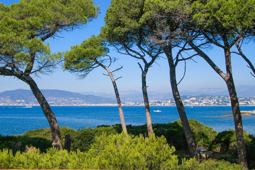 Umbrella pines leaning over the sea on Île Sainte-Marguerite, with Cannes across the water