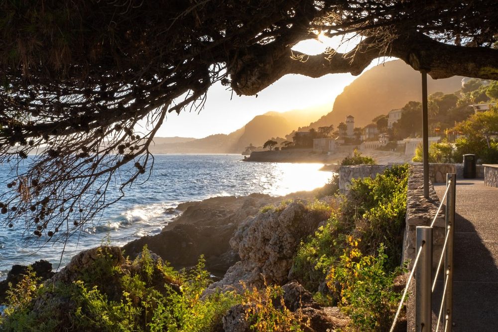 Late sun glinting on the sea through pine branches above the rocks of the Cap-d'Ail coastal path
