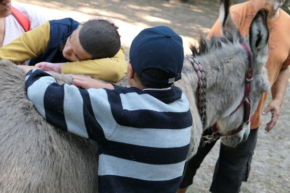 Children leaning in to hug a grey donkey at Avon'ânes