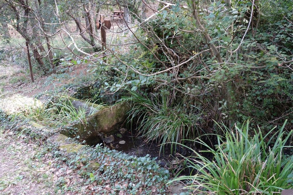 Ferns and an old stone wash-trough by the Arlatane spring in the woods below Gassin
