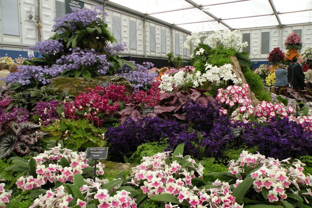 Chelsea Flower Show – May in London when the gardening world comes together