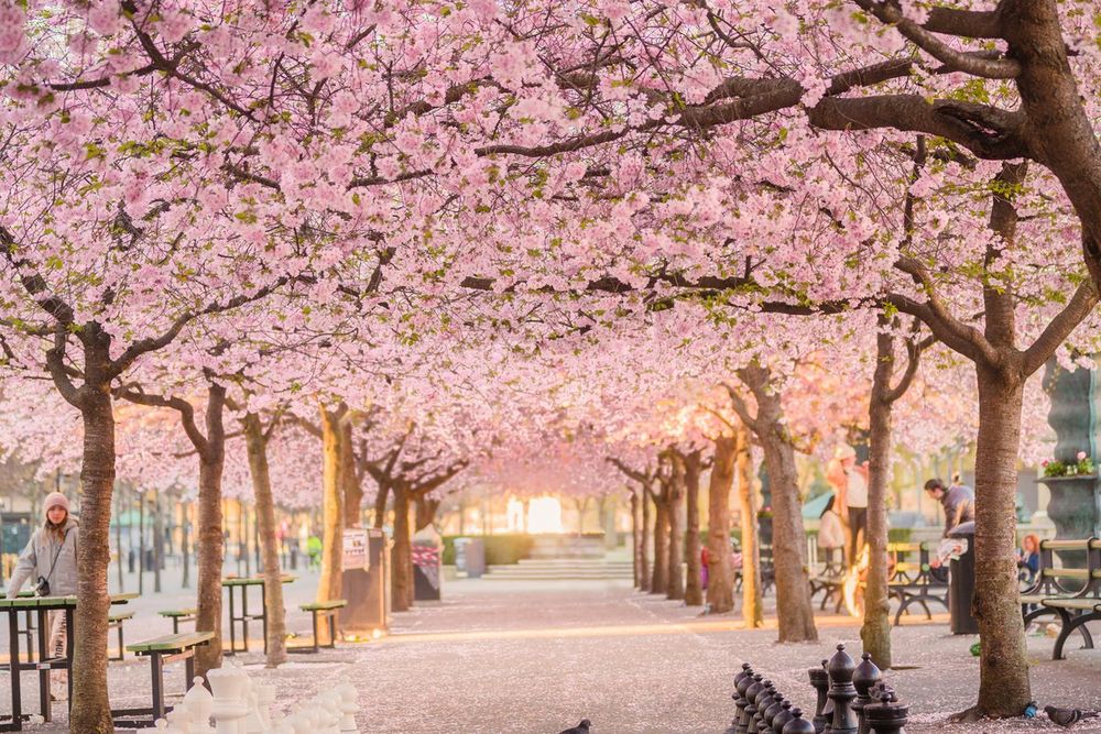 Kungsträdgården, Stockholm – from royal kitchen garden to city stage