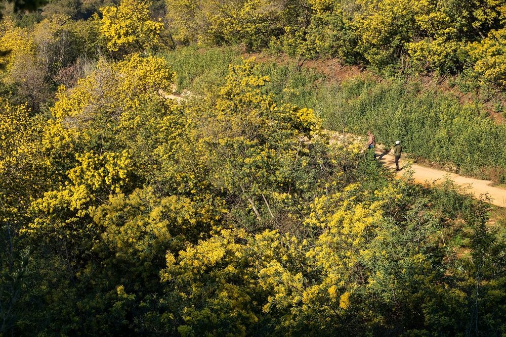 A path winding through mimosa bushes on the hills of the Grand Duc forest, Mandelieu