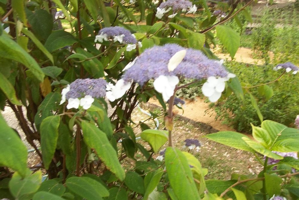 Lacecap hydrangeas in flower in the Orto Botanico di Brera