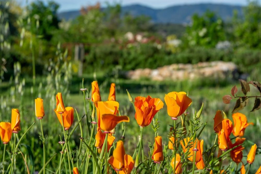 Orange flowers in the planted beds of the International Perfume Museum Gardens