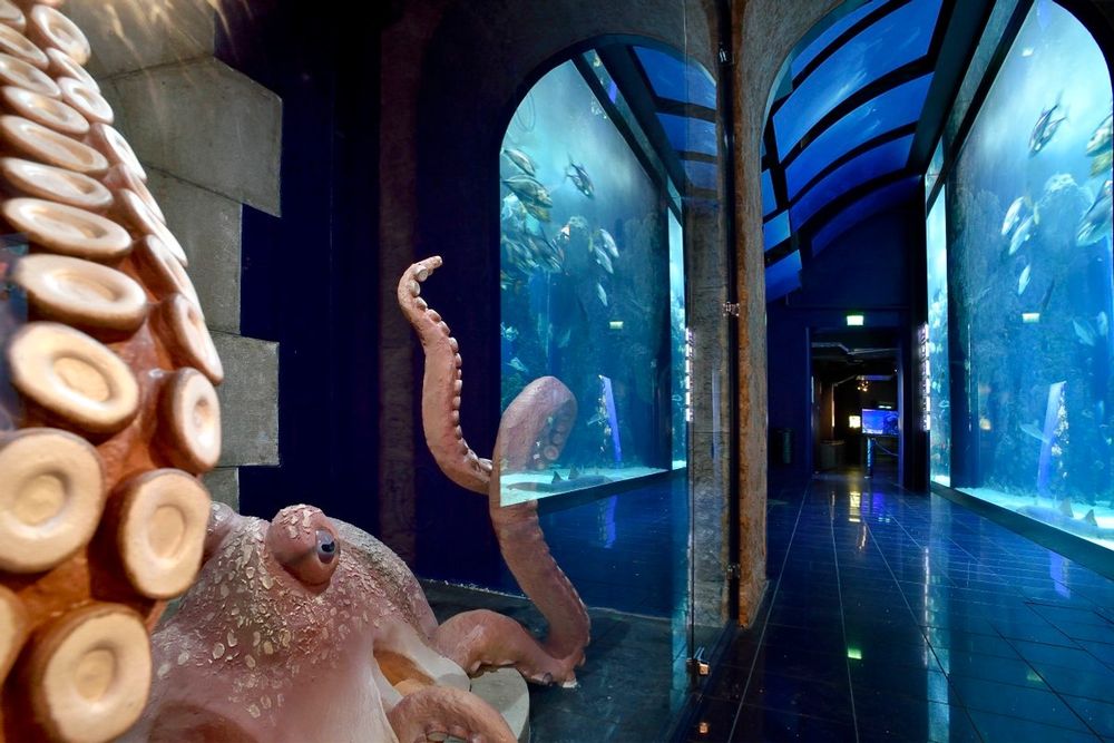 A giant octopus sculpture beside glowing aquarium windows in the galleries of the Musée océanographique de Monaco