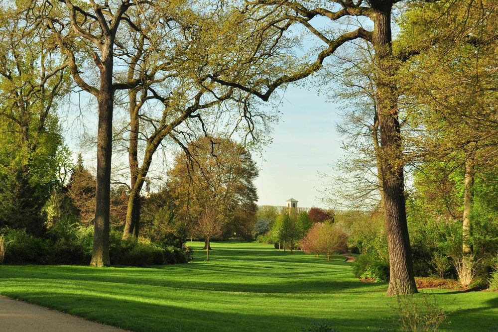 Oaks framing a green glade in the forest of Saint-Germain-en-Laye