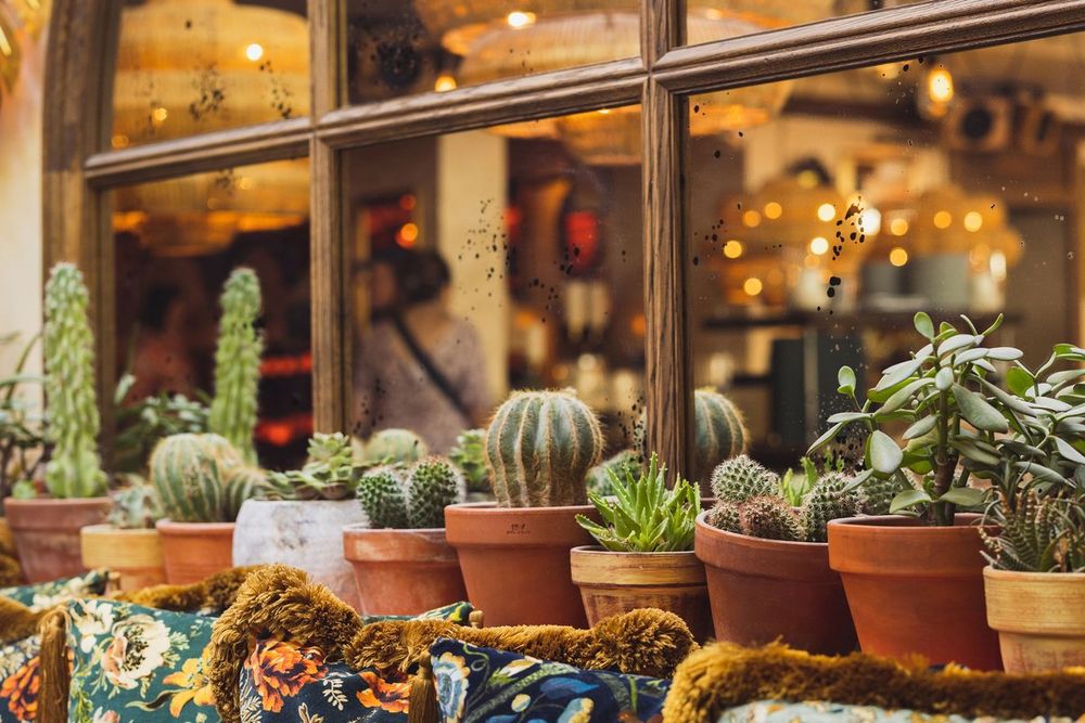 Cacti in terracotta pots and floral cushions in front of the lit windows of Le Café, Place des Lices