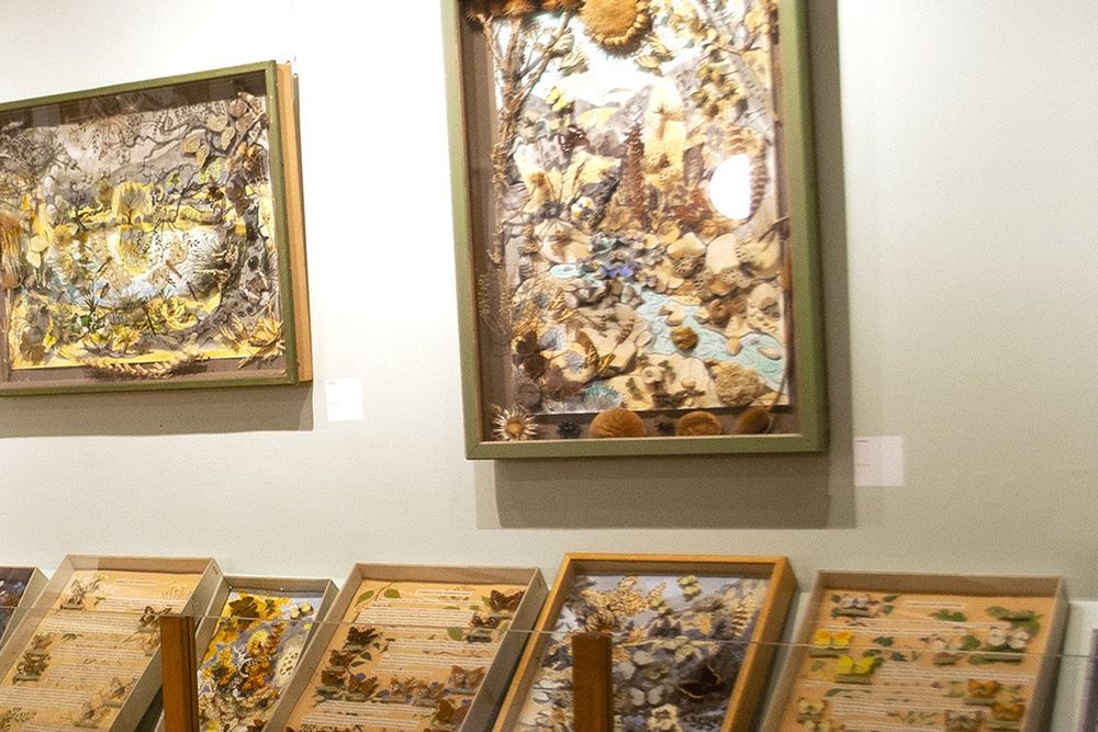 Framed butterfly compositions and specimen drawers at the Maison des Papillons, Saint-Tropez