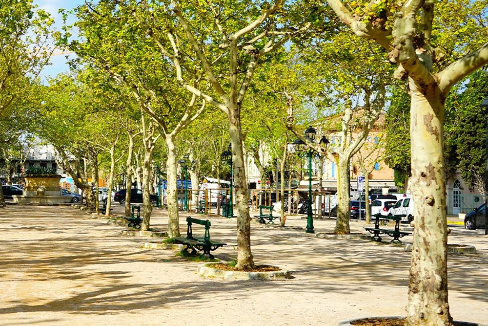 Plane trees and benches on the sandy Place des Lices in Saint-Tropez