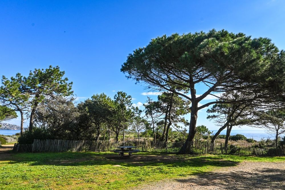 A picnic lawn under umbrella pines on the Pointe des Sardinaux, the sea glinting behind