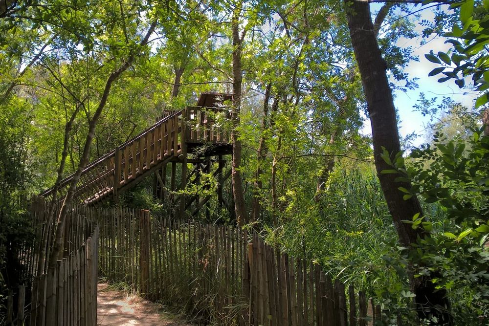 A wooden boardwalk and steps through the trees of the Parc départemental de la Brague