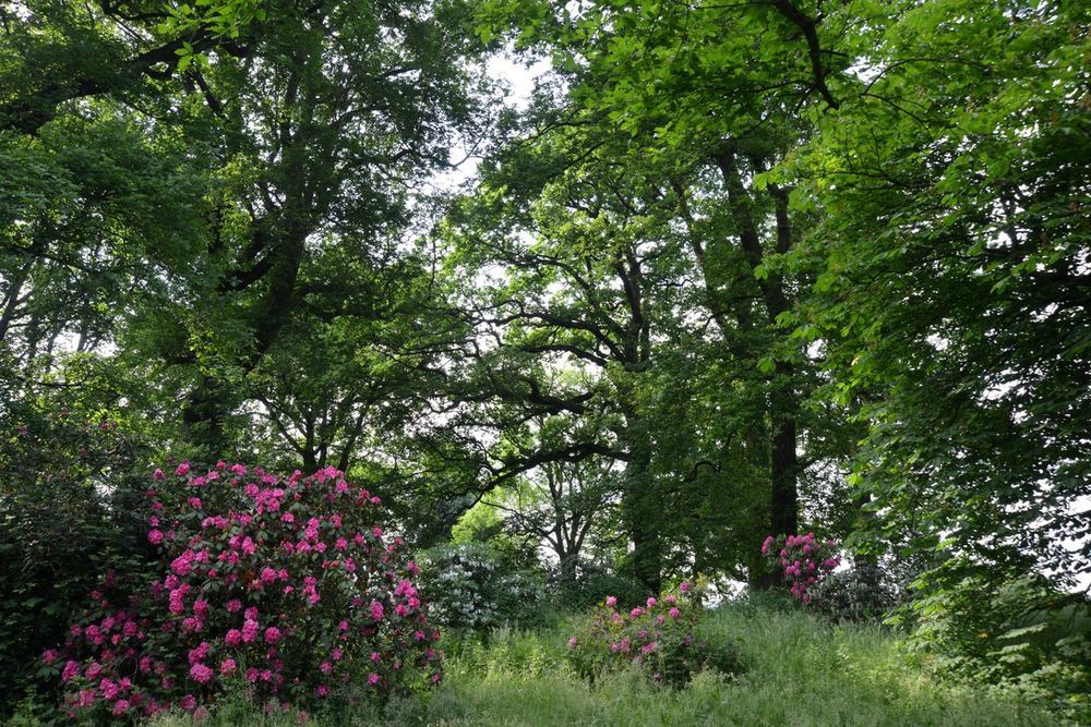 Tall trees and flowering rhododendrons in a glade of the Arboretum de Versailles-Chèvreloup